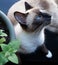 Siamese Snowshoe Cat With a Catnip Plant