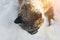 Siamese snowshoe cat is walking in the snow in winter