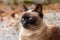 Siamese stray cat on an asphalt road in a city street. Close-up portrait