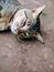 Siamese tabby cat, relaxing and resting with lazy on ground,