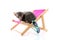 Siamese tabby kitten on beach chair