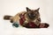 Siamese tai cat, wearing knited scarf, laying outdoors in snow in winter, near mouse toy. Advertising toys for cats.