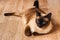 Siamese or Thai cat lies on the floor. The cat is disabled. Three paws, no limb.