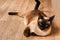 Siamese or Thai cat lies on the floor. The cat is disabled. Three paws, no limb.