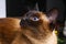 Siamese Thai cat looks carefully away. Portrait of a cat with blue eyes.