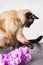 Siamese Thai cat plays and gives flowers. Dark gray background.