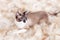 Siamese  thai  cat sitting on a fur rug for pets,  on the white background