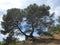 Siamese trees in the nature of Provence