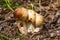 Siamese Triplet Mushroom