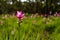 SIAMESE TULIPS BLOOM IN CHAIYAPHUM