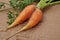 Siamese twin carrot