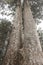 The Siamese twin Kauri tree in the Kauri Grove of Waiau Forest Reserve in Coromandel New Zealand.