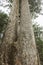 The Siamese twin Kauri tree in the Kauri Grove of Waiau Forest Reserve in Coromandel New Zealand.