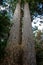 The Siamese Twins Kauri tree, Coromandel, New Zealand