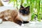 A Siamese two-colored fluffy cat rests in the shade of plants. Blue-eyed beautiful pet