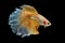 Siamese Yellow fighting fish isolated on black