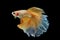 Siamese Yellow fighting fish isolated on black