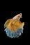 Siamese Yellow fighting fish isolated on black