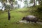 Siargao, Philippines - MARCH 18, 2016: Unidentified Philippine man graze cattle carabao. Hard work of the local