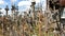 SIAULIAI, LITHUANIA - JULY 2017: Tourists visit Hill of Crosses. It is a major attraction in Lithuania