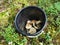 Siberia. Forest. Bucket. Mushrooms. Grass. Bushes. Leaves