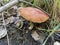 Siberia. Forest. Mushroom. Grass. Bushes. Leaves