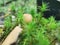 Siberia. Forest. Mushroom. Grass. Bushes. Leaves. White nashroom.