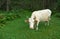 Siberia. White cow in the green forest.