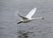 Siberia white duck flying on the ice