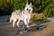 Siberian adult husky walks in the summer and looks into the distance like a beautiful wolf