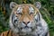 Siberian amur tiger Panthera tigris tigris full face view