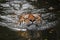 Siberian Amur tiger swimming in water