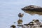 Siberian ash sandpiper Tringa brevipes searches for prey on the seashore