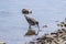 Siberian ash sandpiper Tringa brevipes searches for prey on the seashore