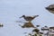 Siberian ash sandpiper Tringa brevipes searches for prey on the seashore