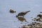 Siberian ash sandpiper Tringa brevipes searches for prey on the seashore