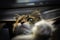 Siberian beautiful adult cat sitting at the window