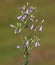 Siberian bellflower, Campanula sibirica