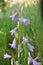 Siberian bells Campanula sibirica bloom among wild herbs