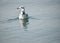 Siberian bird swimming in a lake