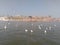 Siberian birds at the ghats of Varanasi