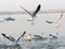 Siberian birds in the Sangam city Prayagraj during the sunset. Siberian crane are swimming in the river. Landscape of Yamuna river