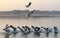 Siberian birds in the Sangam city Prayagraj during the sunset. Siberian crane are swimming in the river. Landscape of Yamuna river