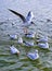 Siberian Birds at Triveni Sangam Allahabad