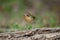 Siberian blue robin