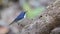 Siberian Blue Robin Climbing Tree