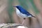 Siberian Blue Robin Luscinia cyane Beautiful Male Birds of Thailand