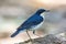 Siberian Blue Robin (Luscinia cyane), Bird