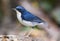 Siberian Blue Robin (Luscinia cyane), Bird