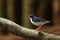 Siberian Blue Robin male migration bird in Southeast Asia.